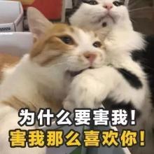 追女孩子的土味情话猫咪版表情包