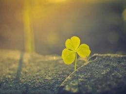 表白情话15字以内的短句