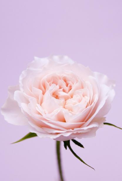 第一次表白送什么花比较适合