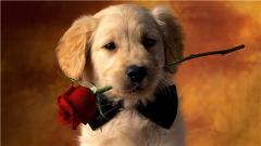 舔狗追女生该怎么做，最后才能应有尽有？