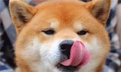 为什么那么多舔狗？如何能不做舔狗？