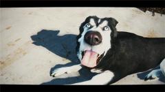 为什么那么多舔狗？怎么追女生才不会沦为舔狗？