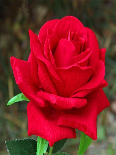 女生一般喜欢什么礼物 送什么礼物能让她开心第1张