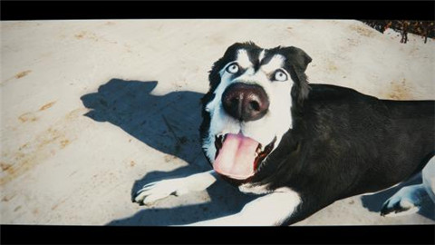 为什么那么多舔狗?怎么追女生才不会沦为舔狗? 为什么那么多舔狗?怎么追女生才不会沦为舔狗?第1张