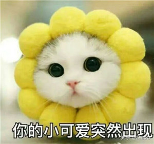 和妹子聊天开场表情包,让妹子秒回不再难第8张