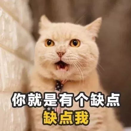 追女孩子的土味情话猫咪版表情包 追女孩子的土味情话猫咪版表情包第9张