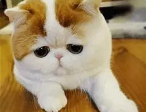 2019如何用新版微信头像撩妹？第6张