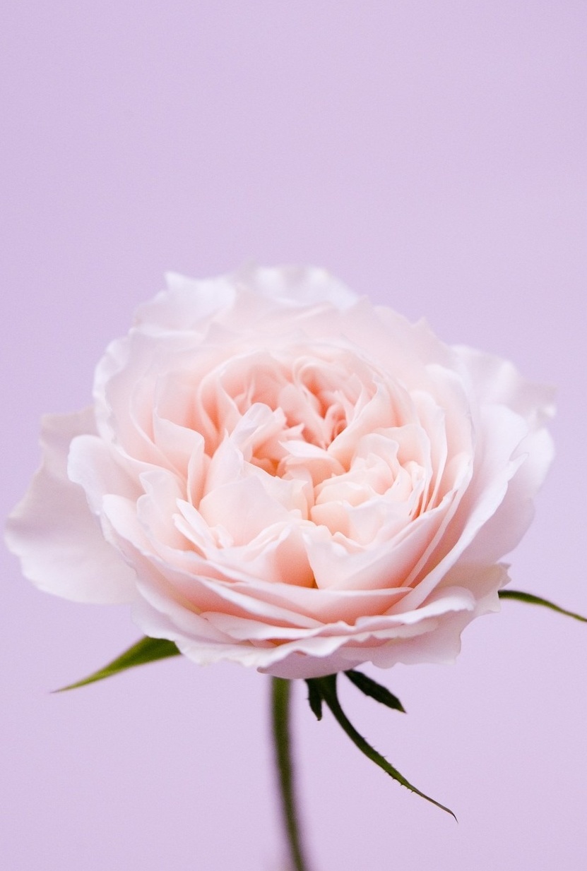 第一次表白送什么花比较适合第2张